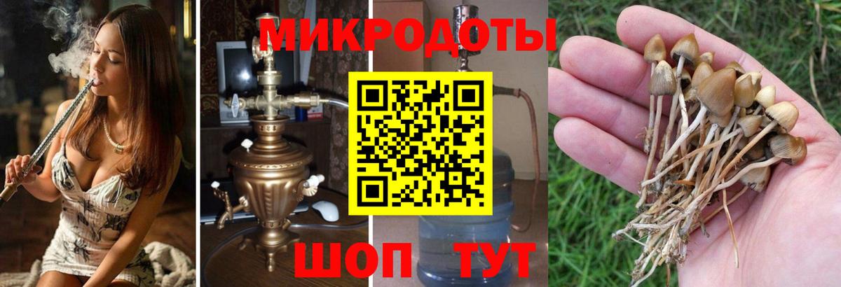 Галлюциногенные грибы Psilocybe Тобольск